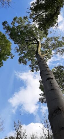 Tree, walk, spring, days out